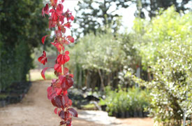 Αναρριχώμενα