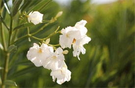 Καλλωπιστικά